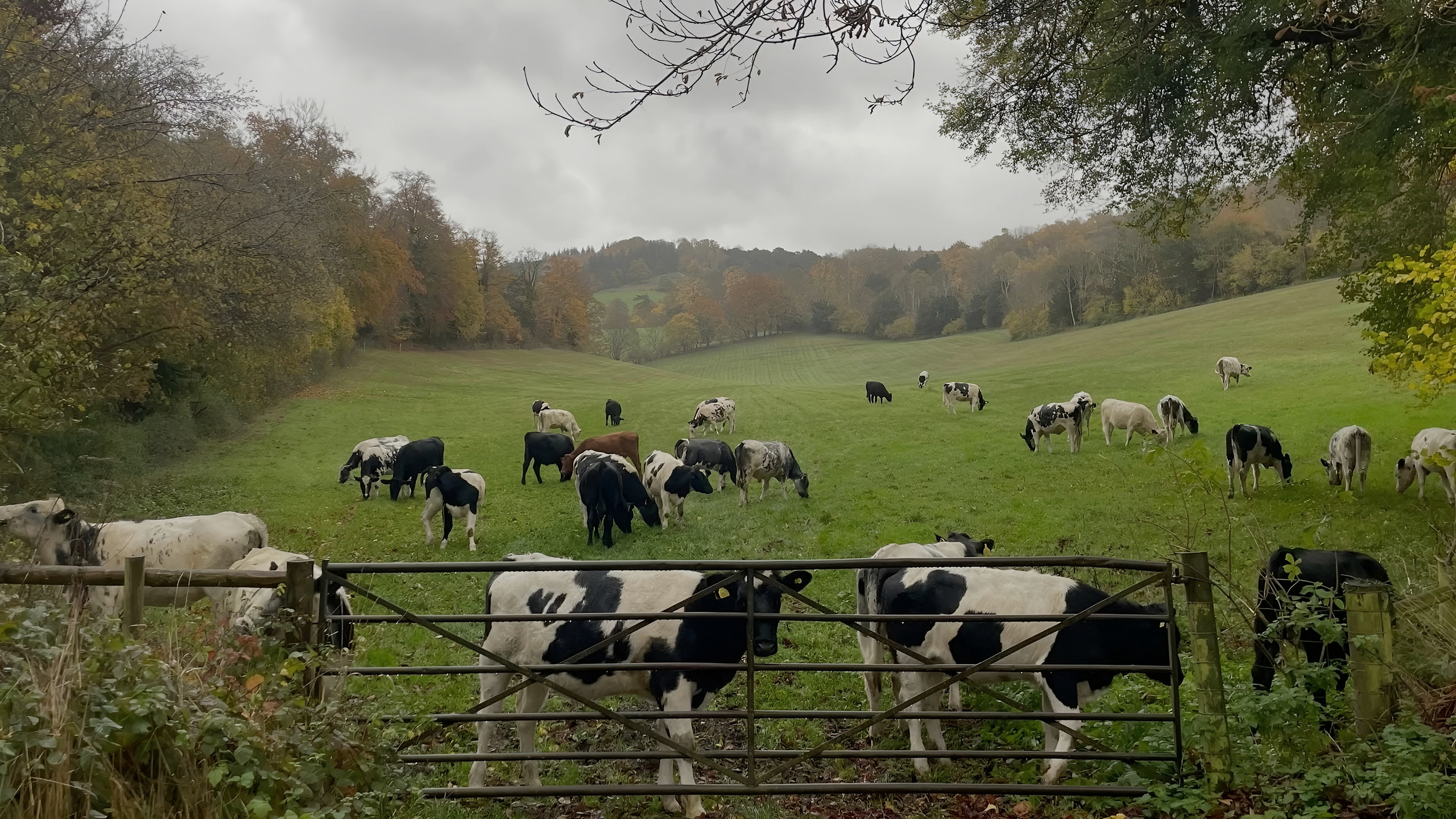 Dairy and beef cattle grazing in open pasture on an autumn morning